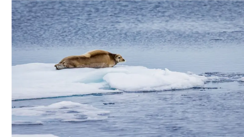 Huge bearded seal rests on ice floe in Artic