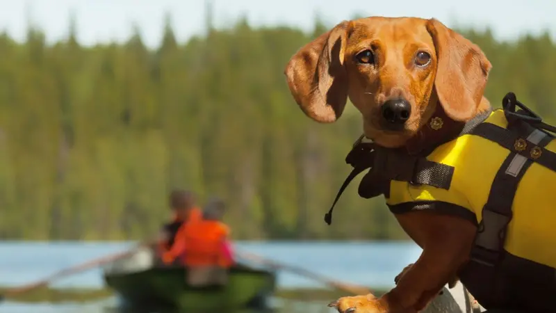 Dog on a boat trip 