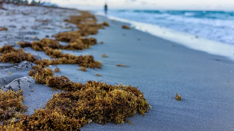 Closeup of seaweed on beach sand coastline with blue ocean background 