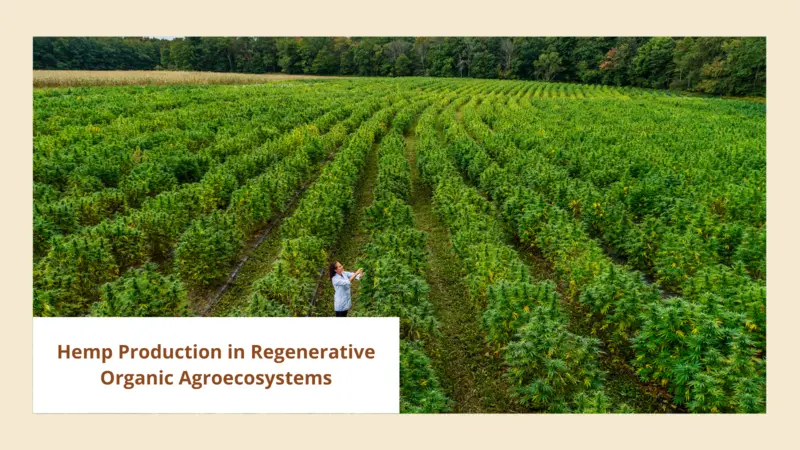 Hemp Production in Regenerative Organic Agroecosystems (banner image) 