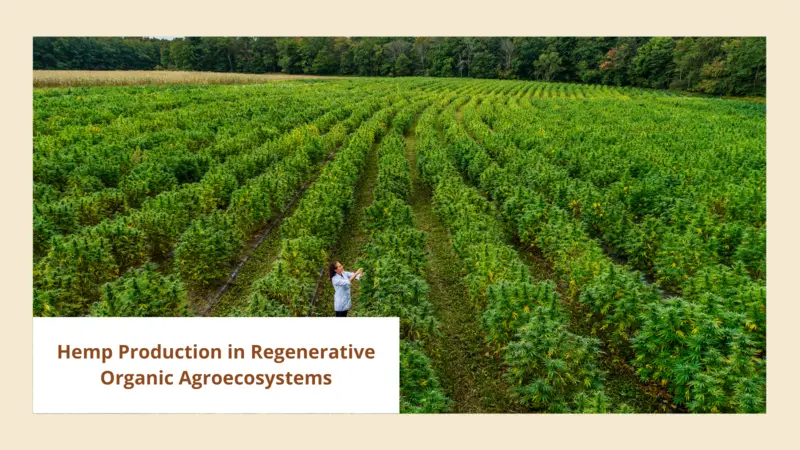 Hemp Production in Regenerative Organic Agroecosystems Hemp Production in Regenerative Organic Agroecosystems (banner image)