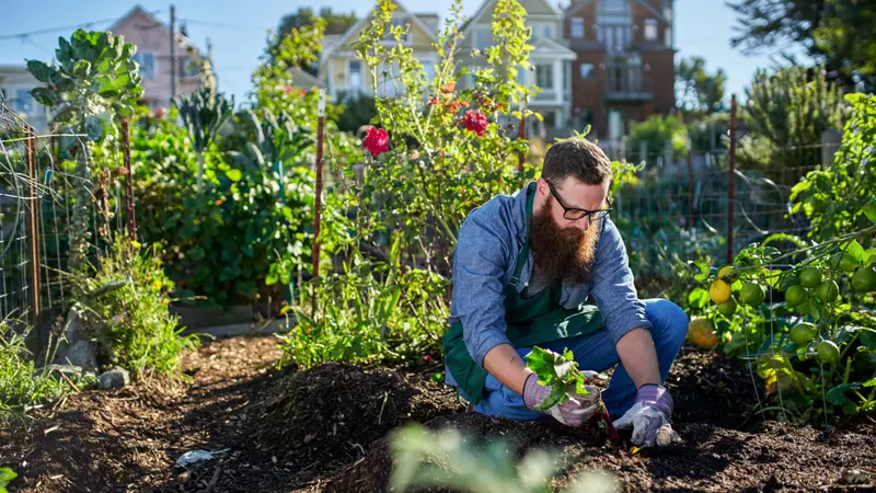 Bearded man harvesting beets in an urban communal garden Bearded man harvesting beets in an urban communal garden