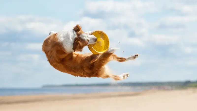 Dog catching flying disc in the air