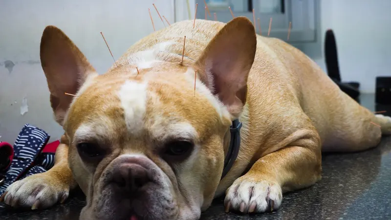 French Bulldog dog is treating nervous symptoms with acupuncture