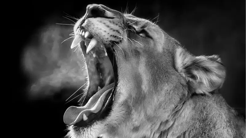 Lion's breath on a cold Winter morning Lion's breath on a cold Winter morning