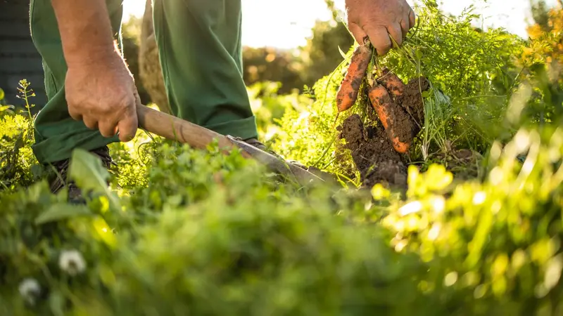 Harvesting carrots