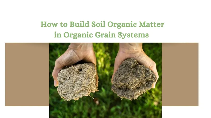How to Build Soil Organic Matter in Organic Grain Systems 
