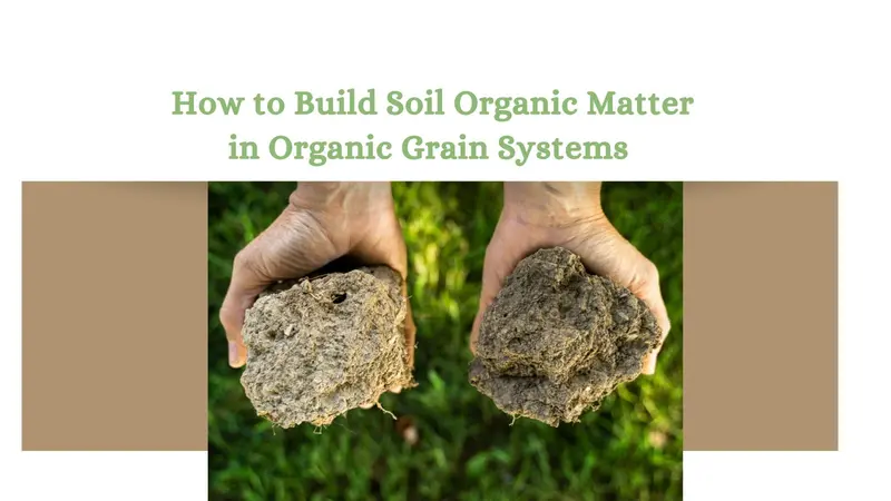 How to Build Soil Organic Matter in Organic Grain Systems How to Build Soil Organic Matter in Organic Grain Systems