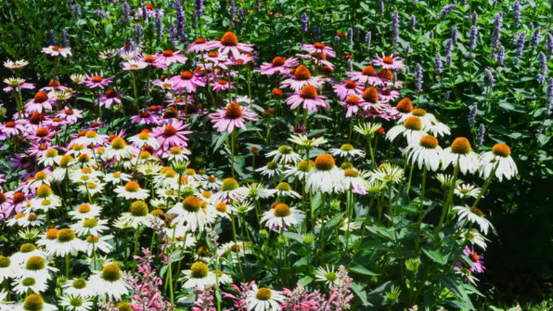 Flowers Flowers