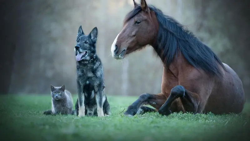 Cat, dog and horse in a field