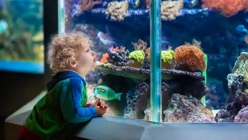 Child watching fish in an aquarium Child watching fish in an aquarium