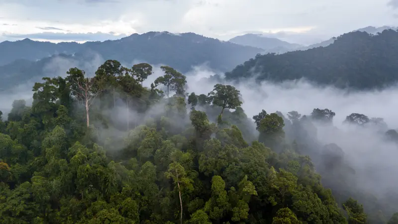 Aerial view of mist, cloud and fog hanging over a lush tropical rainforest after a storm Aerial view of mist, cloud and fog hanging over a lush tropical rainforest after a storm