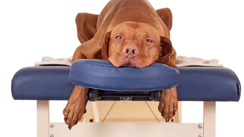 Dog on treatment table Dog on treatment table