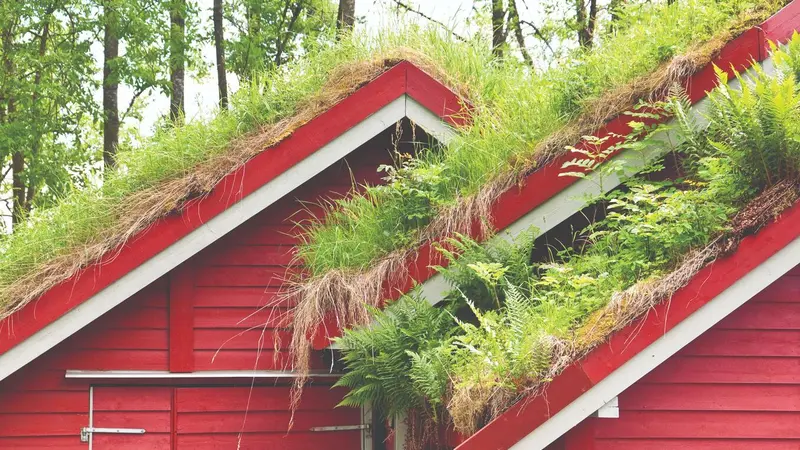 Green roof Green roof