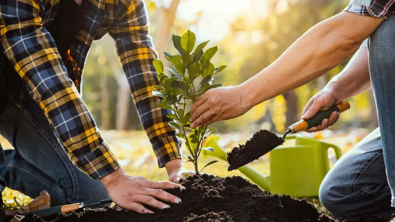 Hands planting a tree