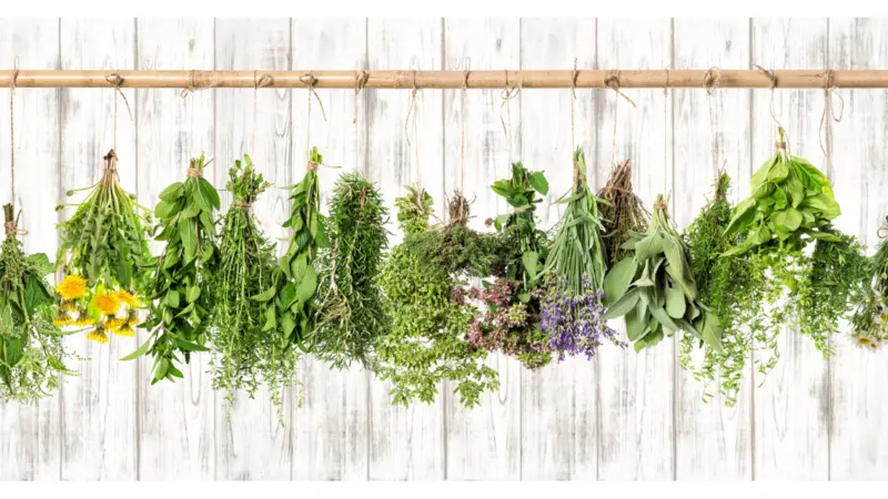 Drying herbs Drying herbs