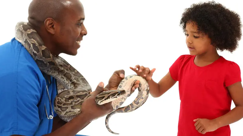 Snakes as a pet