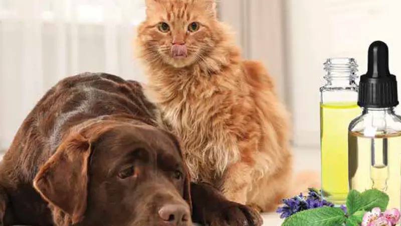 CBD oils near dog and cat on background