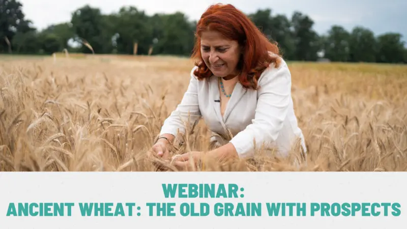 Webinar: Ancient Wheat: The Old Grain With Prospects Webinar: Ancient Wheat: The Old Grain With Prospects