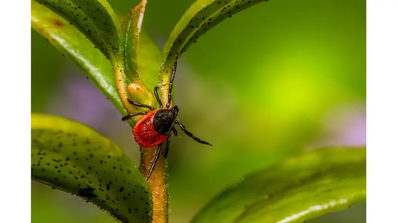 Tick on plant