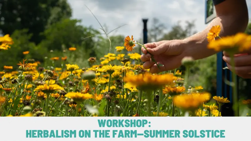 Workshop: Herbalism on The Farm-Summer Solstice Workshop: Herbalism on The Farm-Summer Solstice