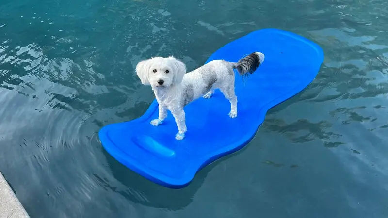 Dog on a raft in the water Dog on a raft in the water