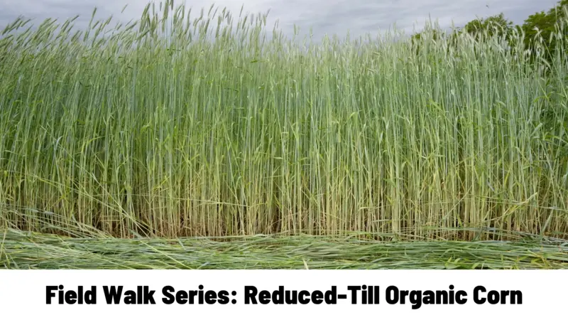 Field Walk Series: Reduced-Till Organic Corn Field Walk Series: Reduced-Till Organic Corn