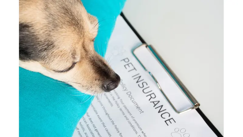 Dog looking over pet insurance document Dog looking over pet insurance document