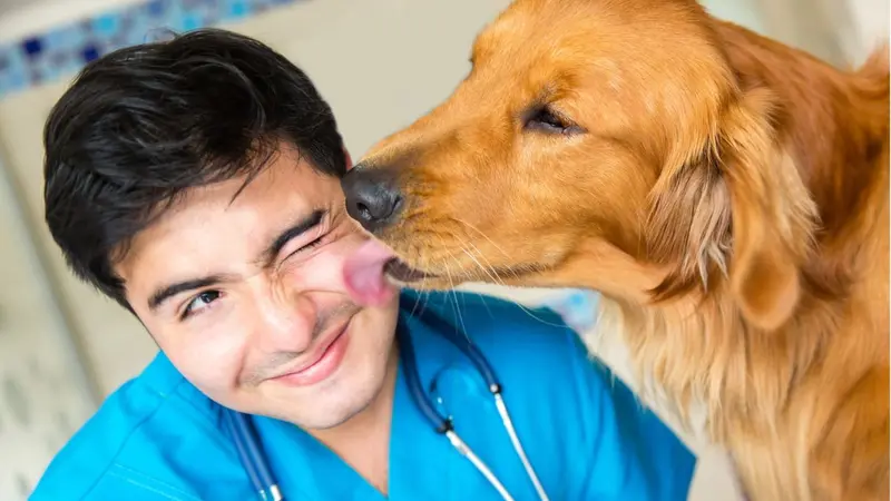 Dog licking its veterinarian Dog licking its veterinarian