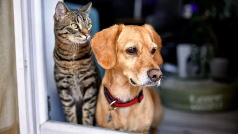 Cat and dog at the window Cat and dog at the window