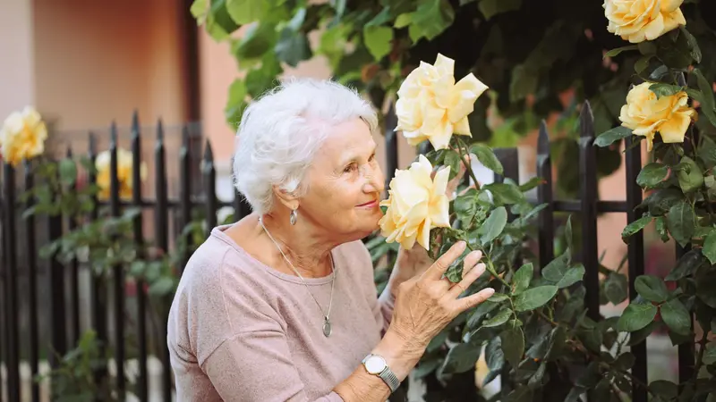 Elderly woman admiring the smell of yellow roses Elderly woman admiring the smell of yellow roses