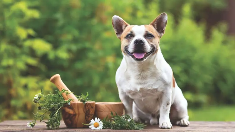 Dog with a bowl of herbs Dog with a bowl of herbs