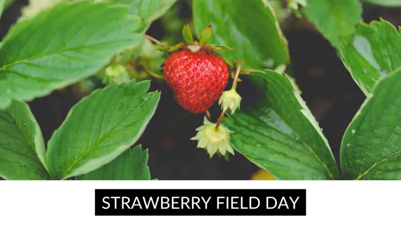 Strawberry Field Day Strawberry Field Day