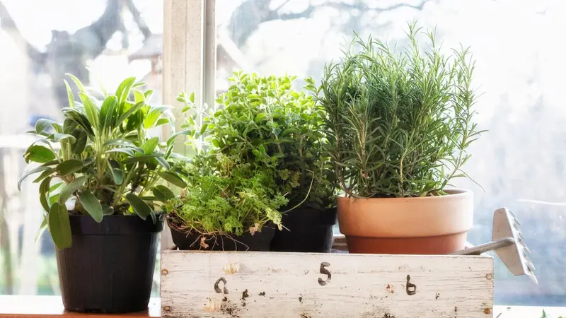 Windowsill herbs