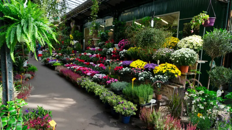 different plants