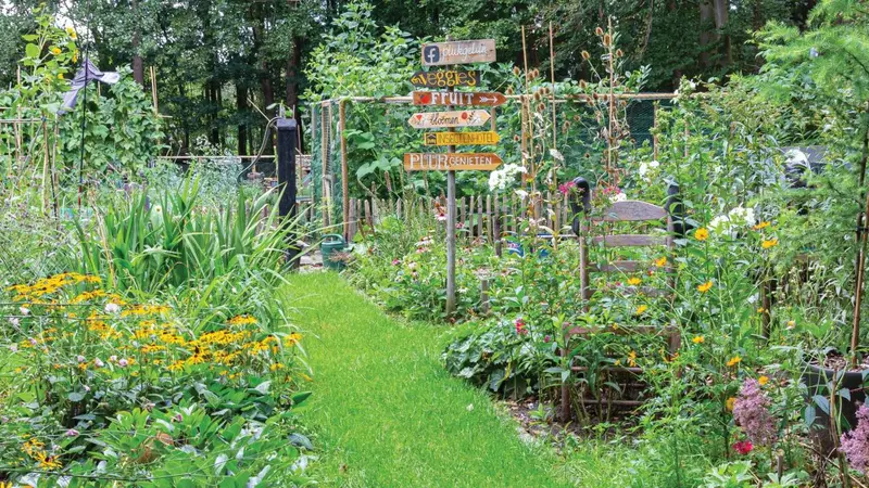 Backyard garden
