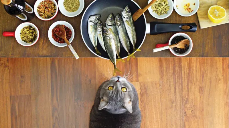Cat in front of natural healing choices