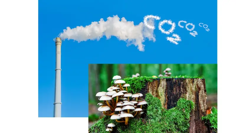 Fungi and carbon capture Fungi and carbon capture