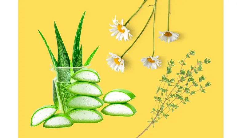 Aloe vera, chamomile and thyme