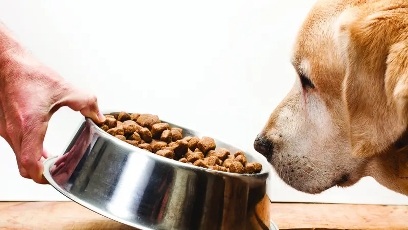 A dog deciding whether to eat bowl of food A dog deciding whether to eat bowl of food