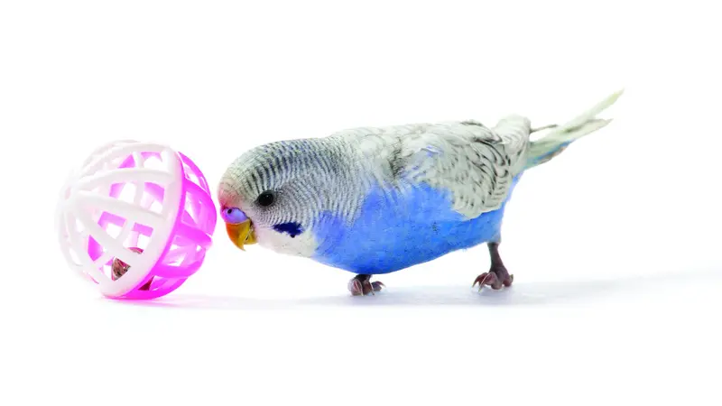 Bird with a ball Bird with a ball