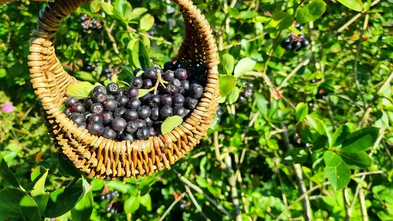 Chokeberries sitting in a basket on a pile of brush Chokeberries sitting in a basket on a pile of brush
