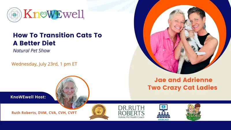 How To Transition Cats To A Better Diet How To Transition Cats To A Better Diet