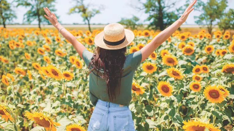 A woman with arms extended in the sunflower field A woman with arms extended in the sunflower field