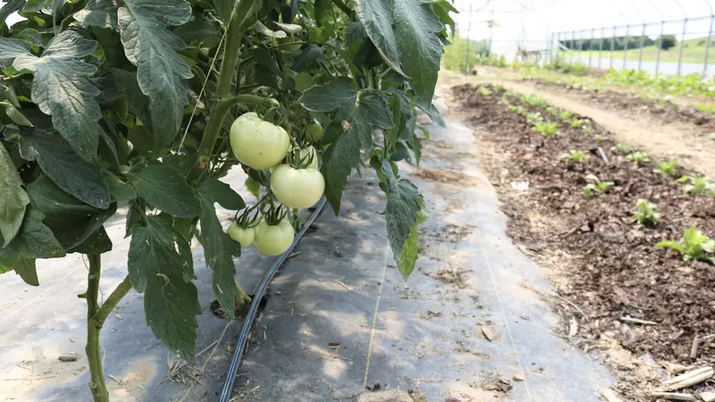 Tomato plants Tomato plants
