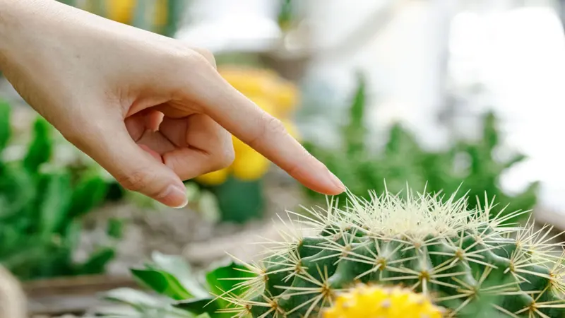 Female finger touching prickly green cactus Female finger touching prickly green cactus
