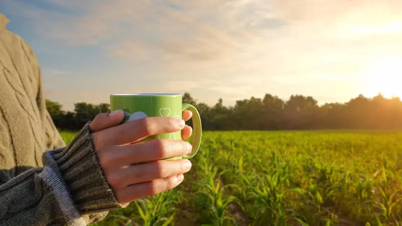 Hands holding cup of coffee on a farm at sunrise Hands holding cup of coffee on a farm at sunrise