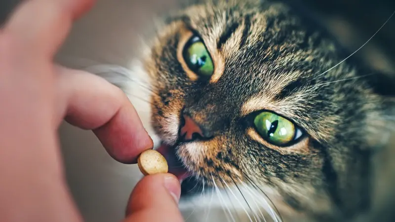Giving a supplement to a cat Giving a supplement to a cat