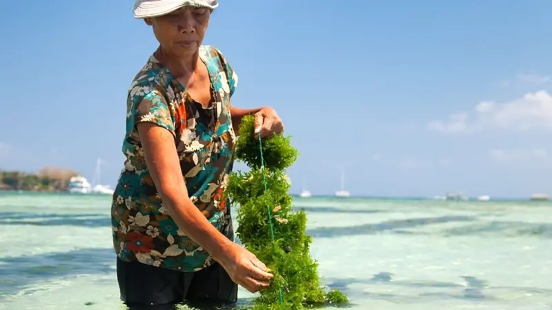 Woman harvesting seaweed
