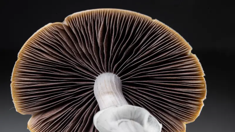 Psilocybe cubensis macro close-up with gills and blue bruising Psilocybe cubensis macro close-up with gills and blue bruising